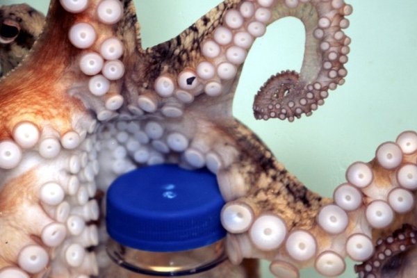 Kraken com зеркало